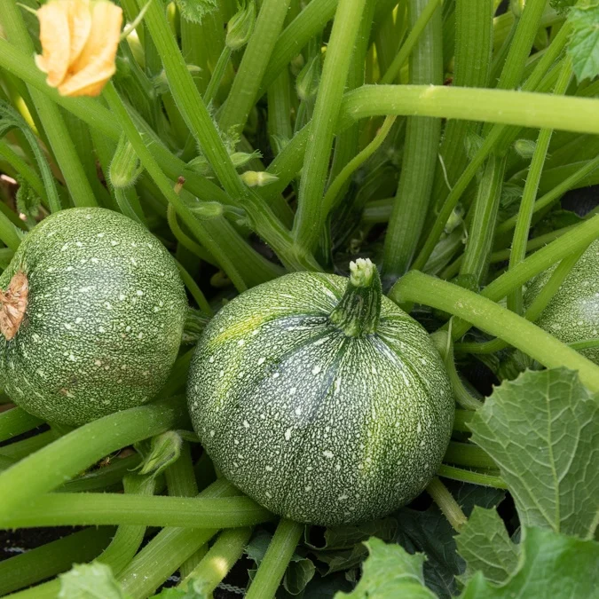 3 Plants de Courgette Ronde de Nice Cucurbita pepo ronde de nice