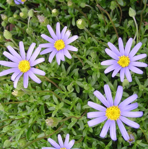 Agathee Felicia. Le pot de 14 cm