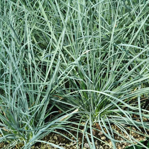 Festuca Glauca 'Elijah Blue' - Le pot de 3 litres