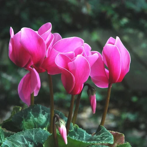 Mini cyclamen - La coupe de Ø 27-28 cm