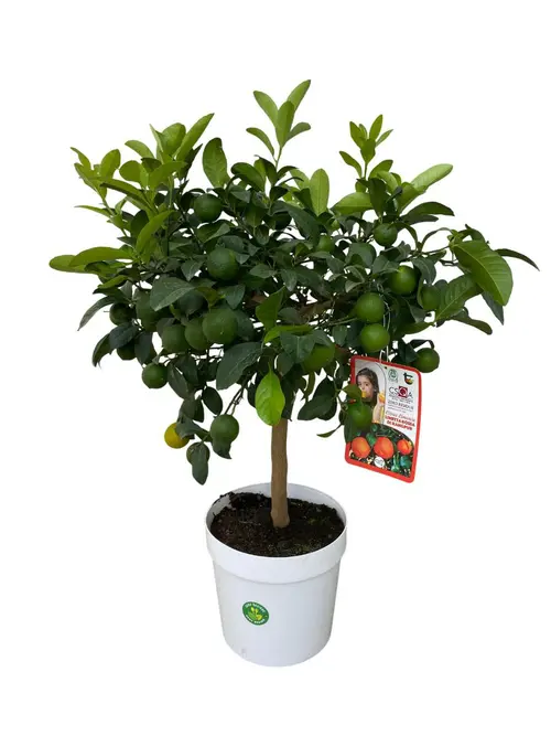 Lime rouge coloris vert - 5 L