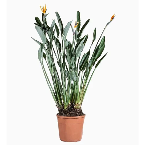 Strelitzia Reginae (Oiseau de paradis) en pot de 15 L orange