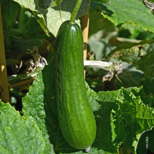 Concombre Tanja Bio. Le pot de 10,5 cm