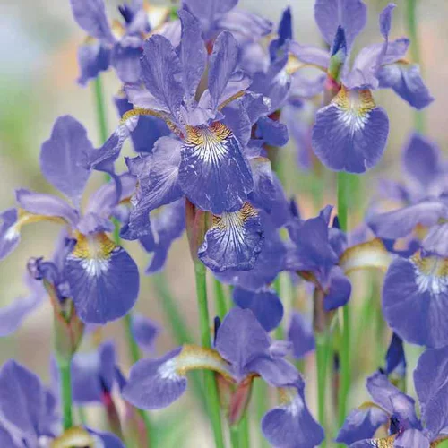 Iris de Sibérie bleu godet 9x9 cm