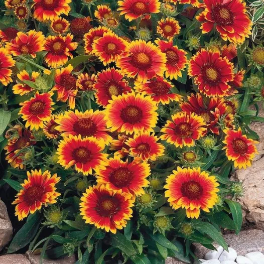 Gaillarde vivace | Graines de fleurs bio et reproductibles