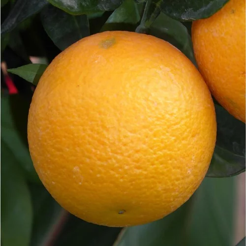 Oranger. Le pot de 15 litres