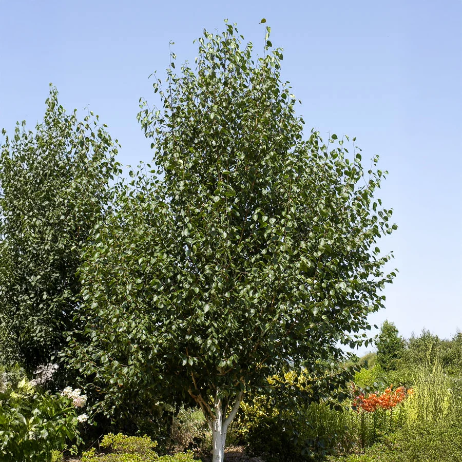 Bouleau de l'Himalaya Betula utilis