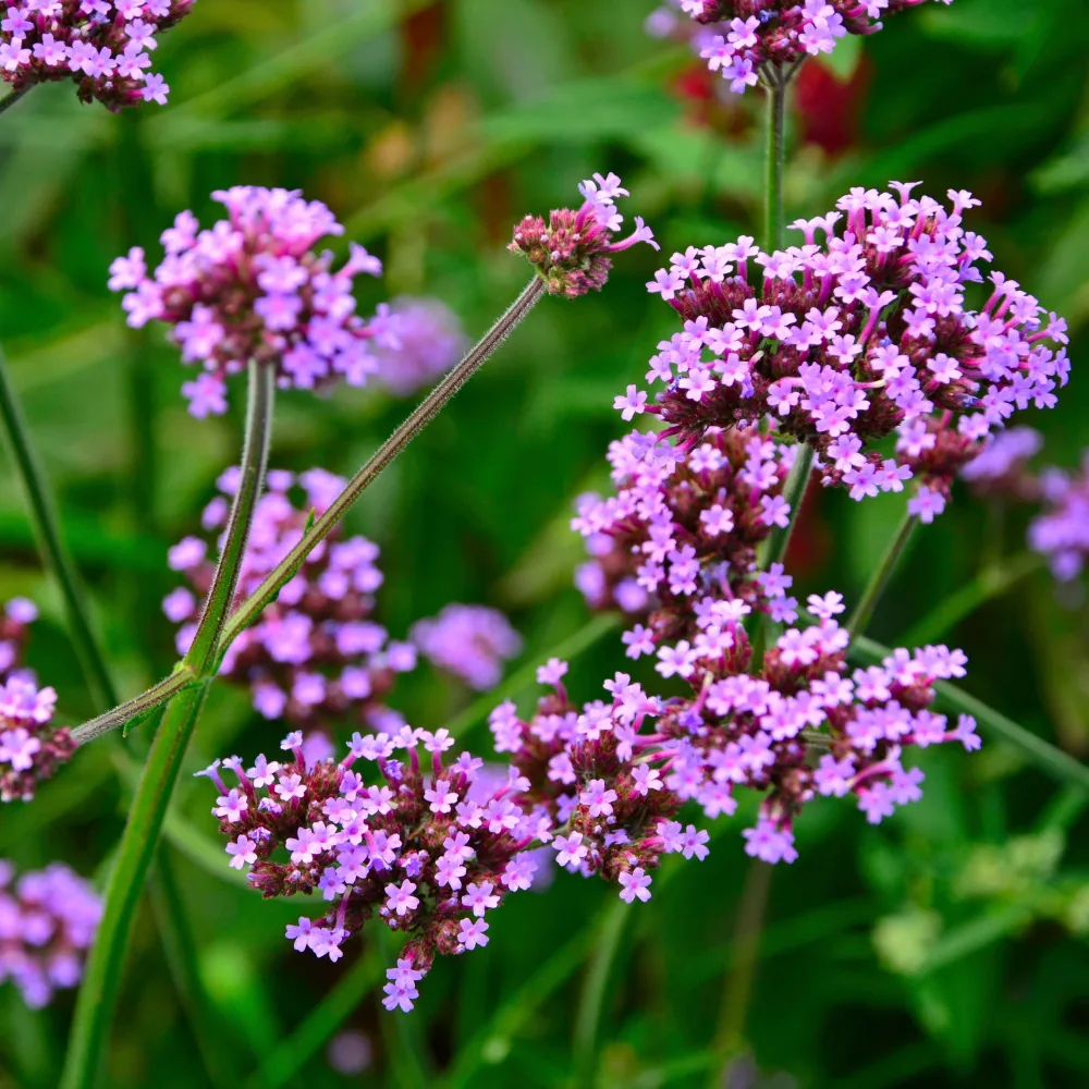 Verveine de Buenos Aires (graines) Verbena bonariensis