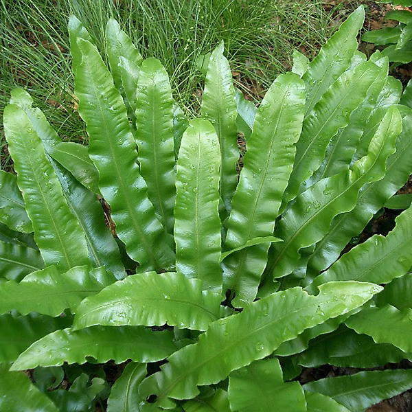 6 x Scolopendre langue de bœuf – Asplenium scolopendrium, godet 9cm x 9cm
