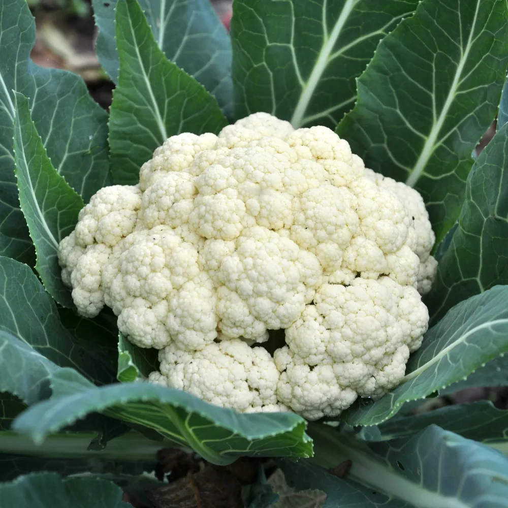 Chou-fleur Novia F1 Brassica oleracea botrytis Novia F1