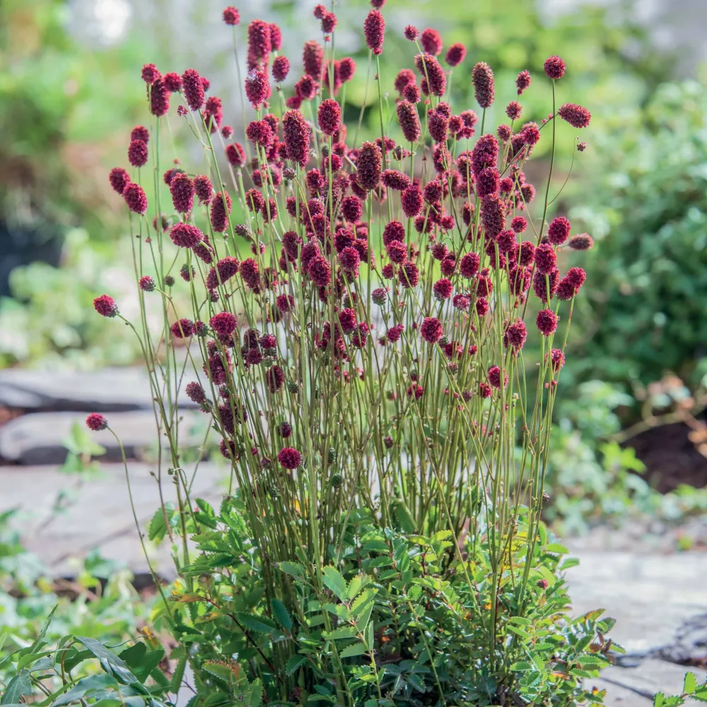 Sanguisorba Proud Mary Sanguisorba proud mary