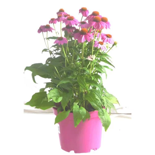 Echinacea Purpurea - Le pot de 3 litres