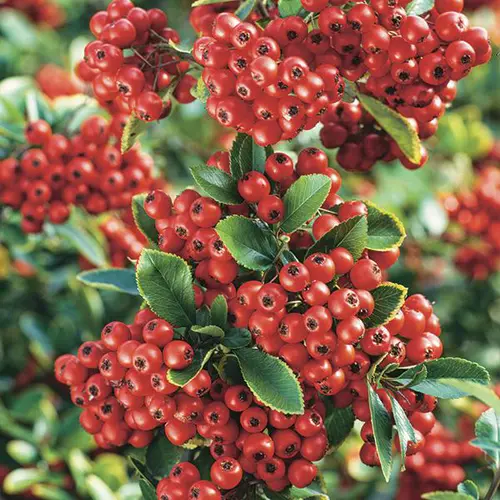 Buisson ardent Saphyr rouge® à baies rouges. Le pot de 7L