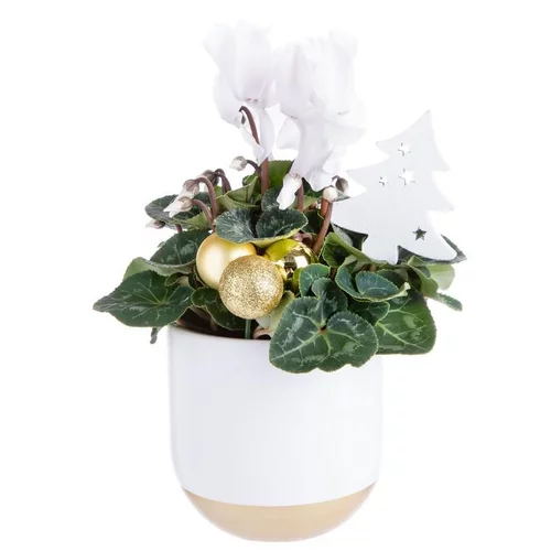 Composition de Noël cyclamen multicolore pot en céramique
