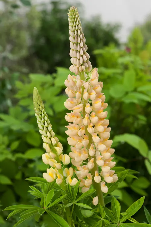 Lupin ‘Chandelier’ - Le pot de 2 litres