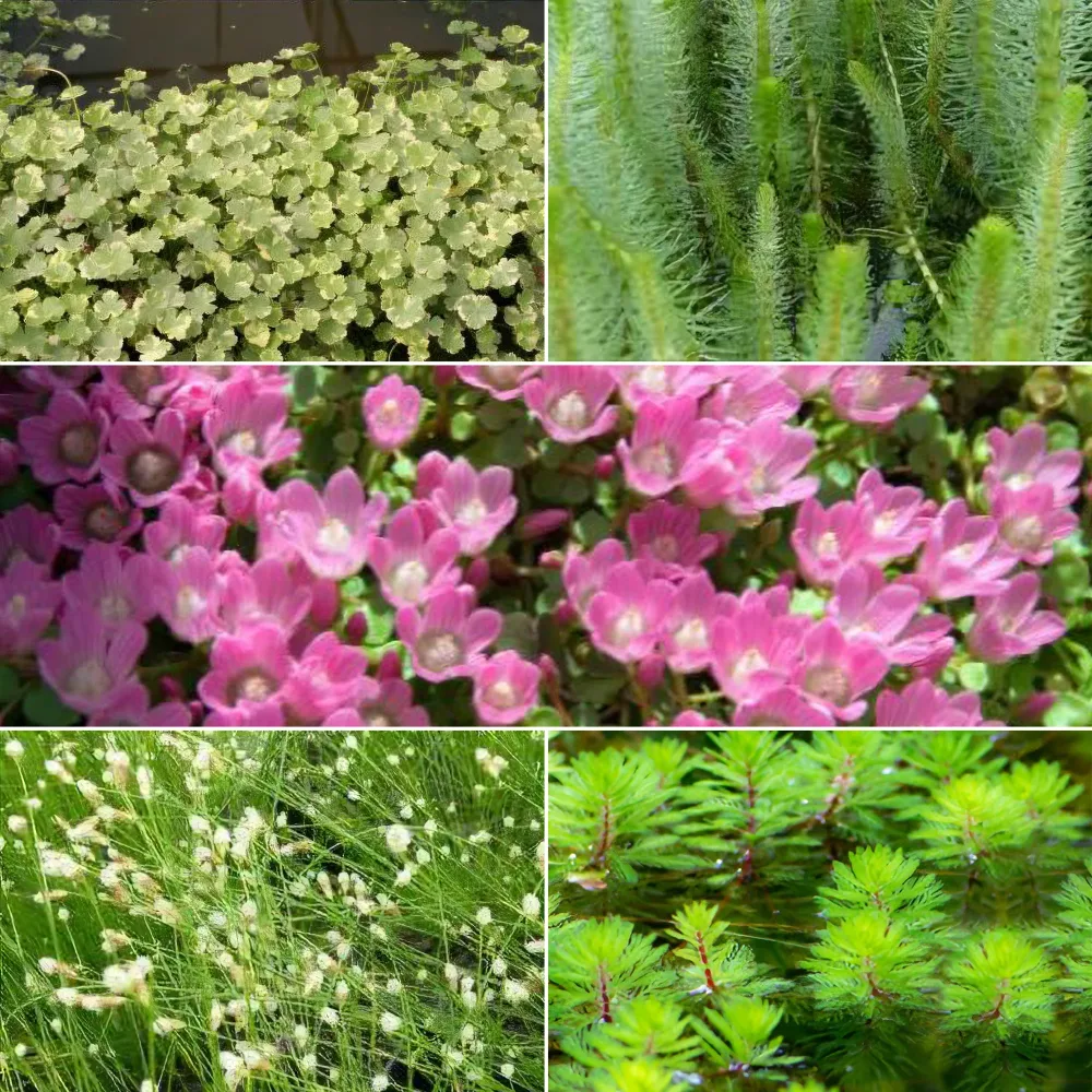 5 plantes de bassin oxygénantes en mélange Anagallis, Hippuris, Hydrocotyle, Myriophyllum, Scirpus