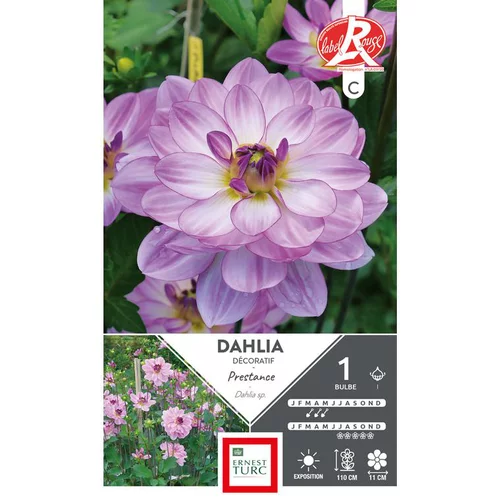 Dahlia buisson Prestance mauve Ernest Turc - 1 bulbe