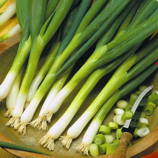 Semences bio d'Oignon Ishikura Long White