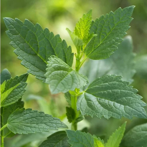 Boisson D'Été Agastache Bio. Le pot de 1 litre