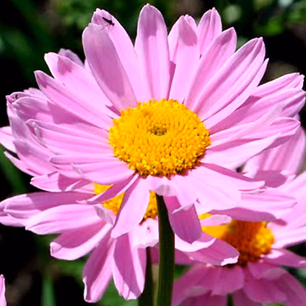 6 x Pyrèthre 'Robinson's Pink' – Tanacetum 'Robinson's Rose', godet 9cm x 9cm