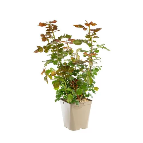 Rosier Bertrand Amoussou® Label Rouge en pot de 5L