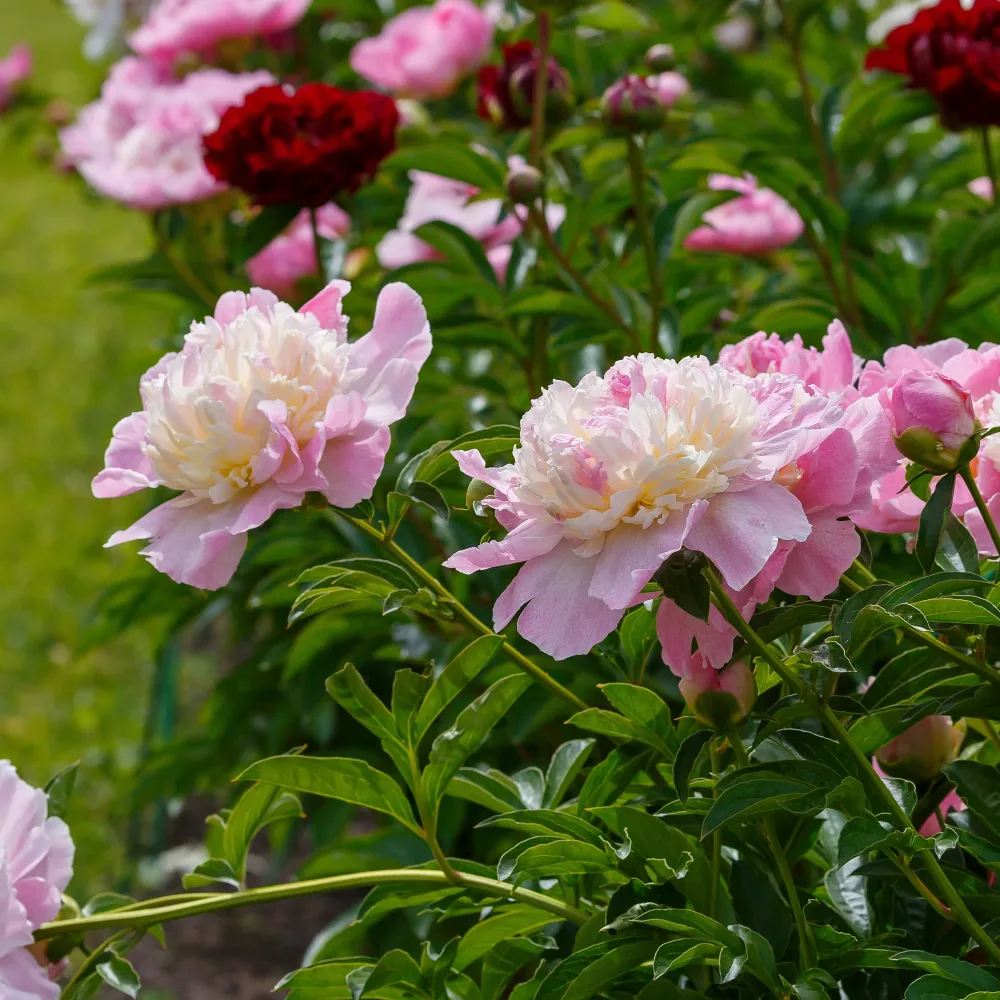 Pivoine Raspberry Sundae Paeonia lactiflora Raspberry Sundae