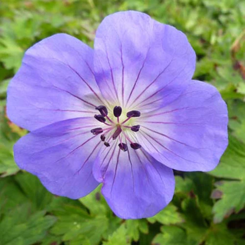 Géranium vivace Azure Rush Geranium Azure Rush