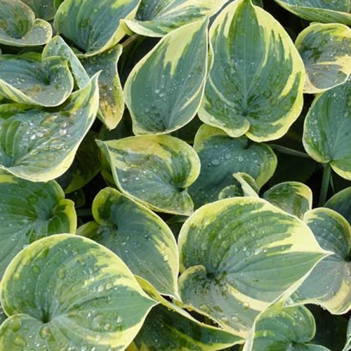 Hosta Aristocrat Hosta aristocrat