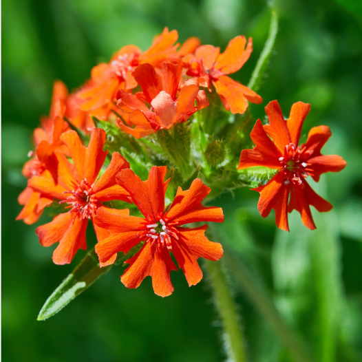 Croix de Jérusalem | Fleurs bio et reproductibles