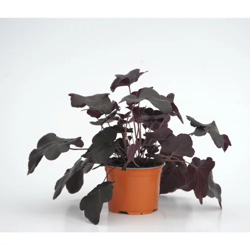 heuchère obsidian - Le pot diam 12 cm