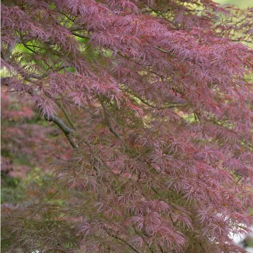 Érable du Japon Dissectum Garnet rouge. Le pot de 10 litres, forme ¼ tige