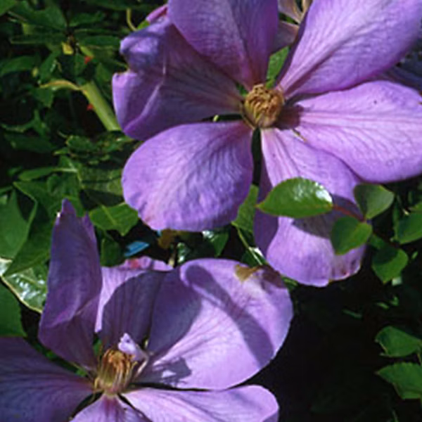 2 x Clématite 'Mrs Cholmondeley' – Clematis 'Mrs Cholmondeley' | 50 | 60 cm pot