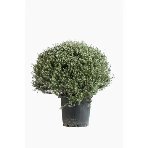 Westringia Fructicosa (Romarin d’Australie) boule en pot de 30 L bleu