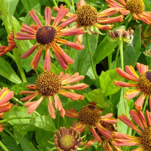 Hélénie Loysder Wieck Helenium loysder wieck