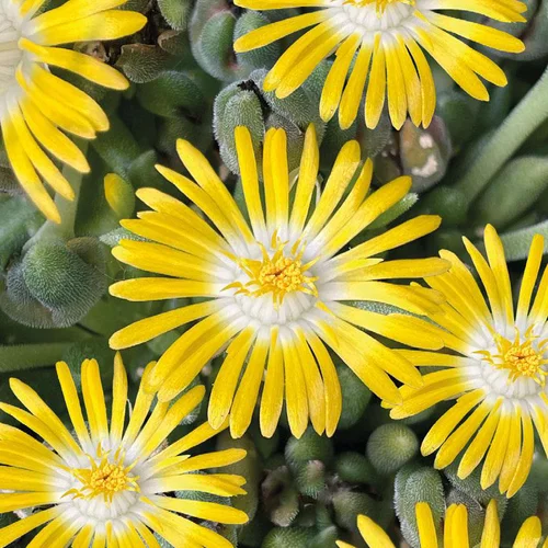 Delosperma 'Lido' Jaune A Coeur Blanc - Le pot de 9x9 cm