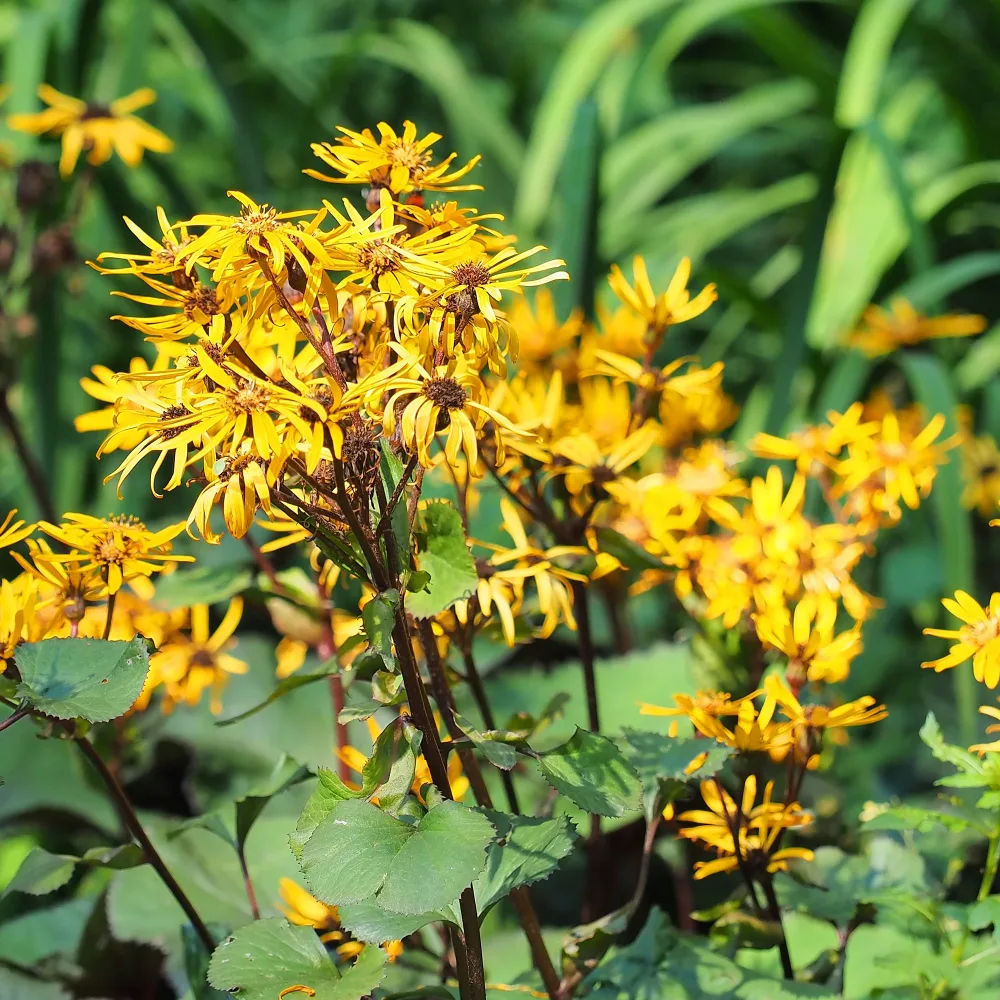 Ligulaire dentée Ligularia dentata