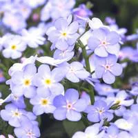 Myosotis - Le pack de 6 plants