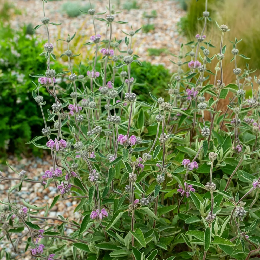 Sauge de Jérusalem pourpre Phlomis purpurea