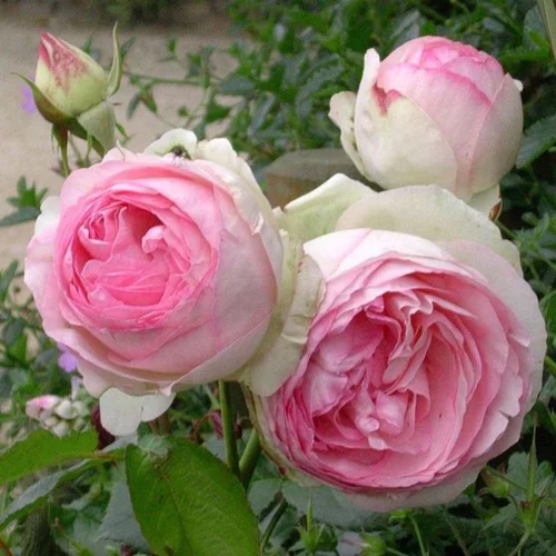 Rosier grimpant Pierre de Ronsard rose. Le pot de 5 litres