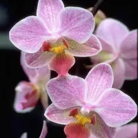 Orchidée Phalaénopsis Optifriend 2 branches. Le pot de Ø 7 x H 20 cm
