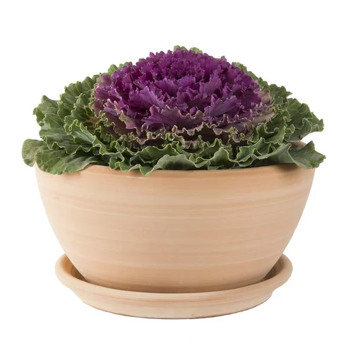 Coupe Cuenco lisse en terre cuite D30x H15