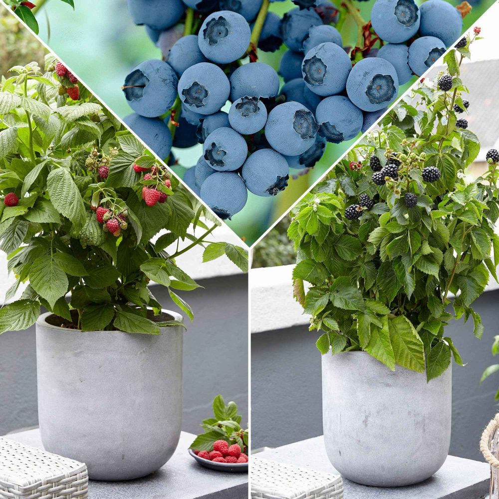 Collection d'arbustes fruitiers nains : mûrier, framboisier, myrtiller Rubus lowberry 'little black prince', rubus lowberry 'little sweet s