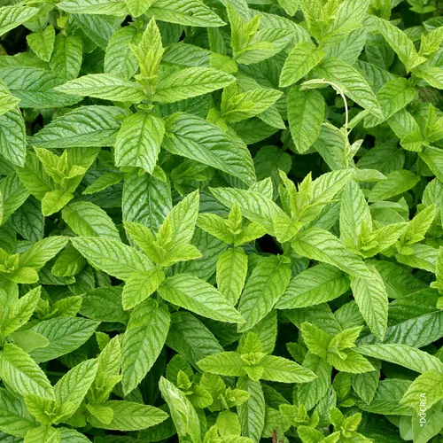 Menthe marocaine. Le pot de 1 litre