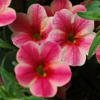 Calibrachoa - La coupe de 25 cm