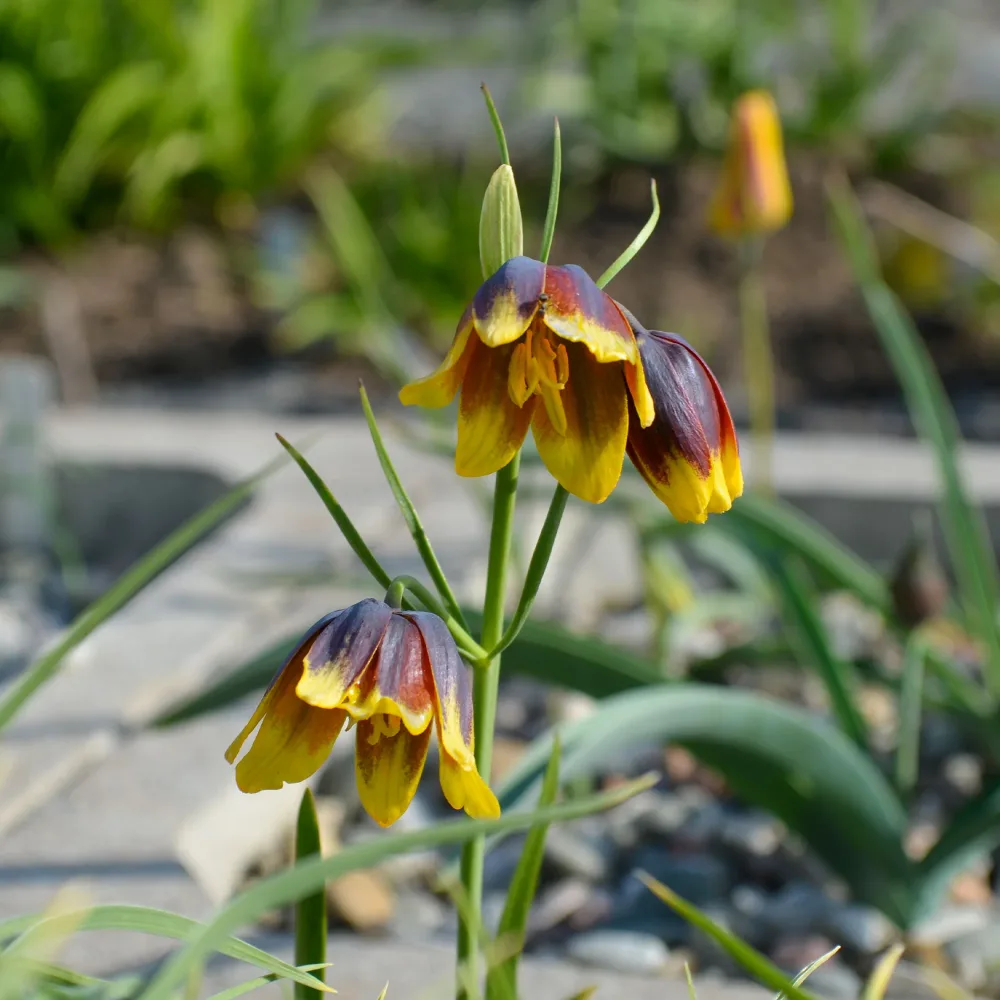 10 Fritillaires Raisin de renard Fritillaria uva-vulpis