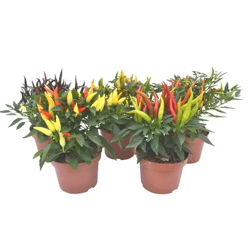 Piment décoratif - Le pot de 1 litre