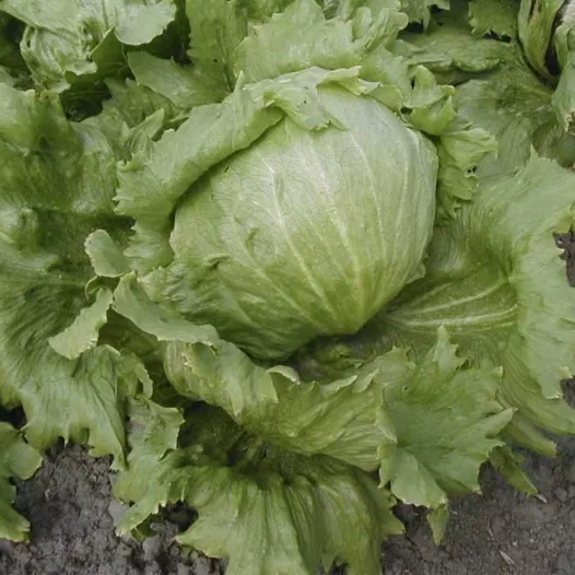 Laitue batavia Iceberg "Saladin" | Semences bio et reproductibles