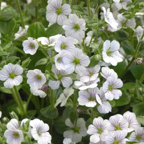 Gypsophila Cerastioides Pretty Maid - Le pot de 2 litres