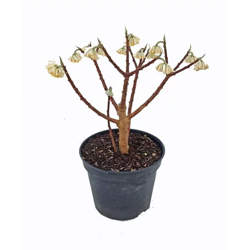 Edgeworthia Chrysantha (Buisson papier) 60/80 en pot de 7,5 L jaune