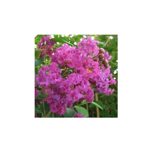 LAGERSTROEMIA INDICA CHARMS ® VIOLET D'ETE ®.Le pot de 3L